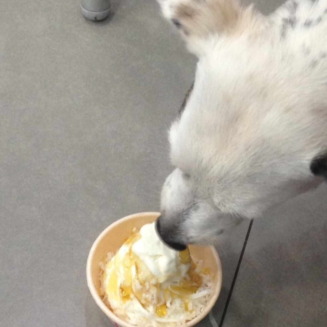 no hay nada mejor que poder disfrutar un helado con tu perrihija!