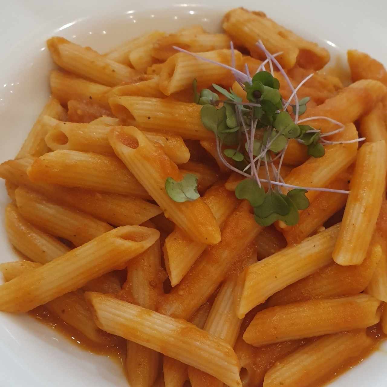Pasta Penne en salsa detomate
