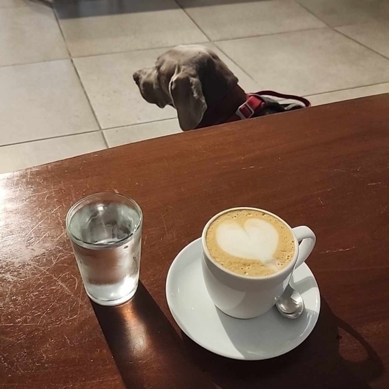 café latte ... pet friendly