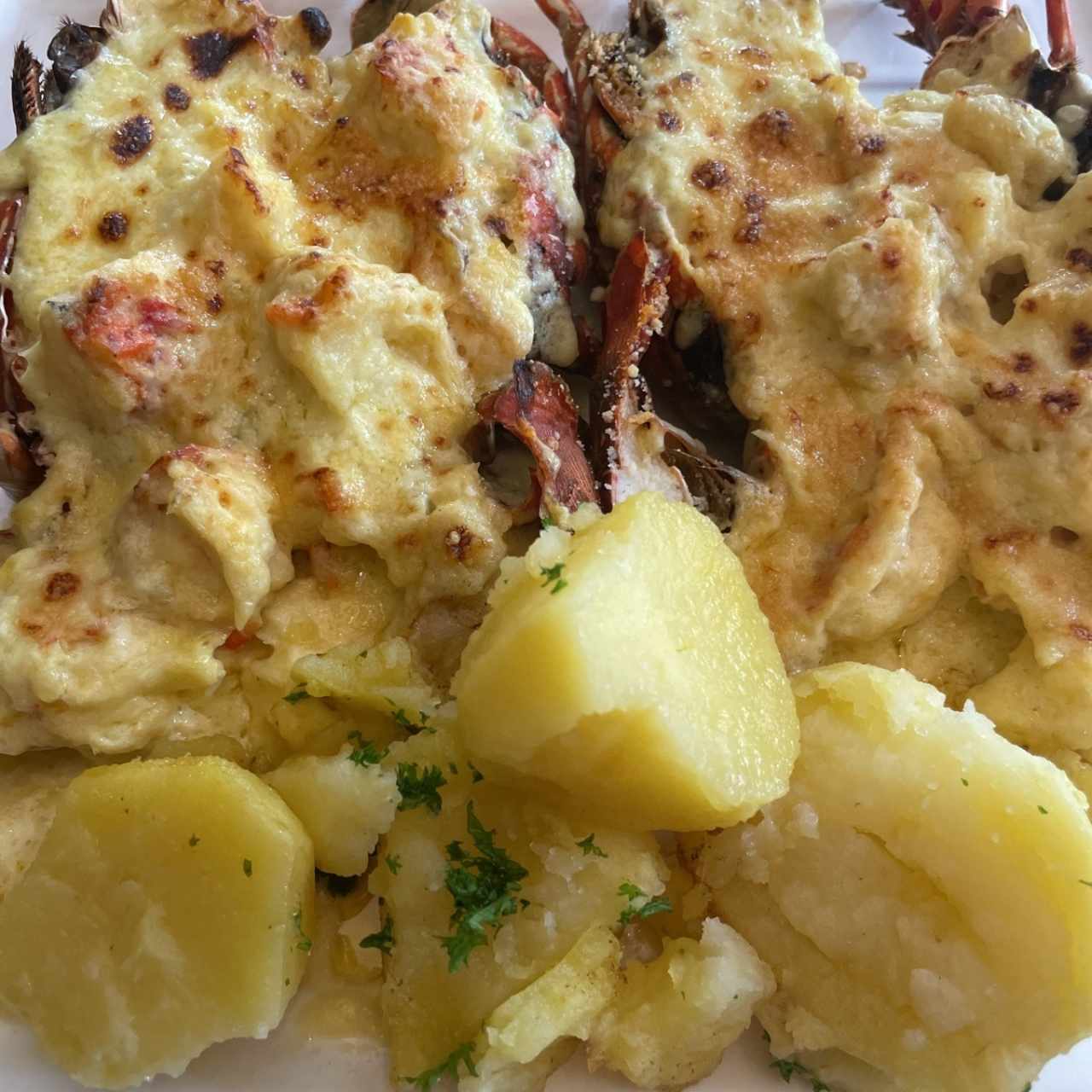 Platos Recomendados - Langostas Gratinadas