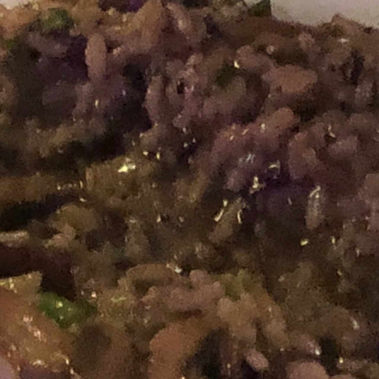 Risotto de champiñones