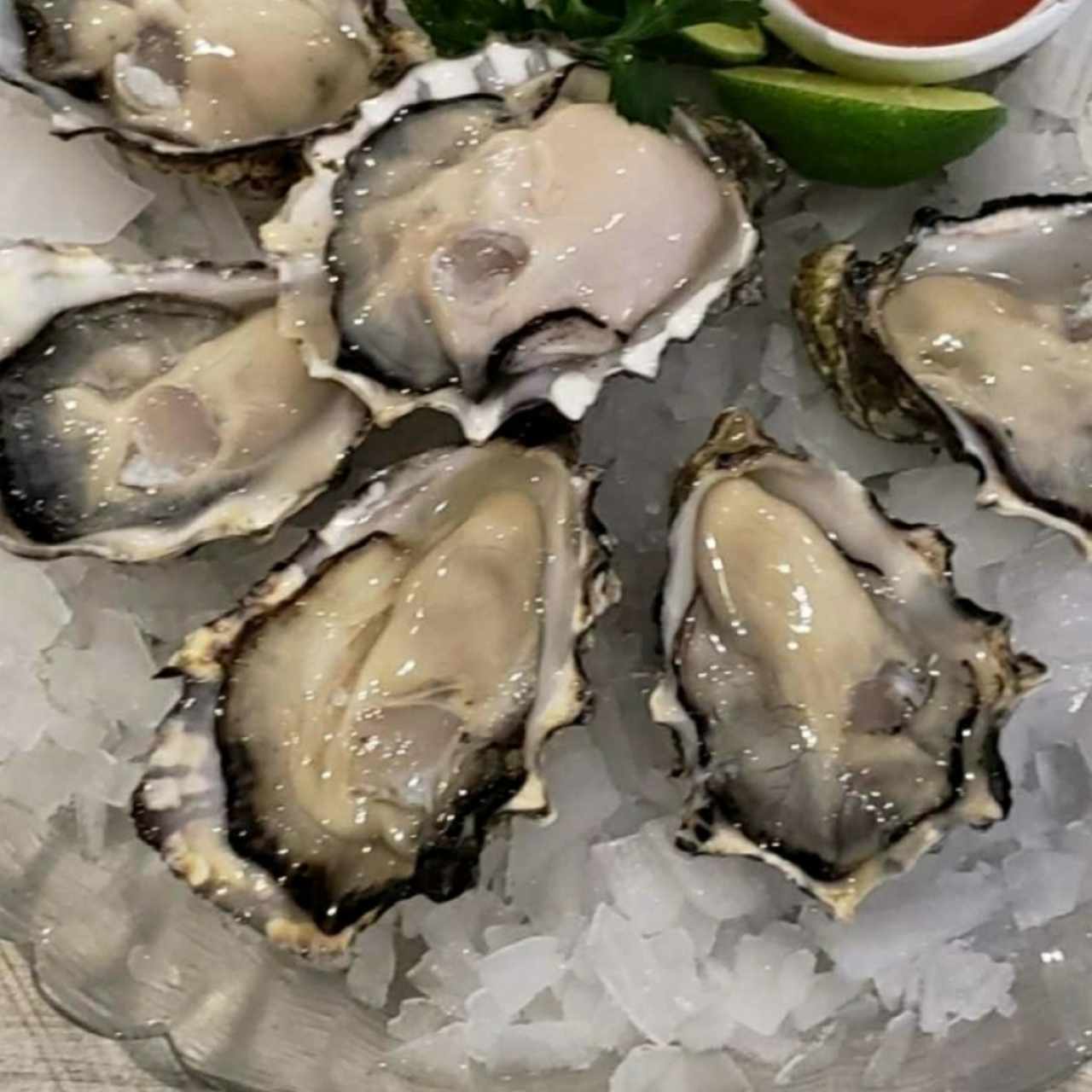 Pacific Oyster 